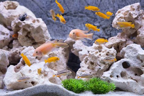 Fish Tank Sizes – Our Accurate, Helpful Size Calculator.